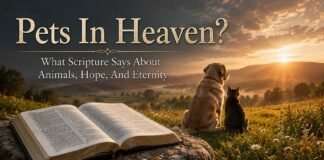 What does the Bible say about pets in heaven scene