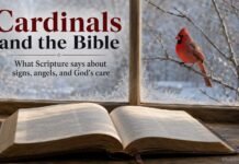 What Do Cardinals Symbolize in the Bible? Biblical Meaning Explained What Do Cardinals Symbolize in the Bible visual