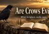 Are Crows Evil in the Bible explained with an open Bible