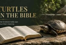 What Does a Turtle Symbolize in the Bible? Scripture Explained A turtle beside an open Bible reflects the search for its true biblical meaning and symbolism.