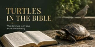 A turtle beside an open Bible reflects the search for its true biblical meaning and symbolism.