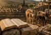 What Are Beeves in the Bible shown as cattle in ancient Israel