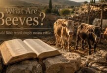 What Are Beeves in the Bible? Meaning in Leviticus and Numbers What Are Beeves in the Bible shown as cattle in ancient Israel