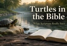 What Do Turtles Symbolize in the Bible? A Biblical Answer What do turtles symbolize in the Bible and Christian teaching